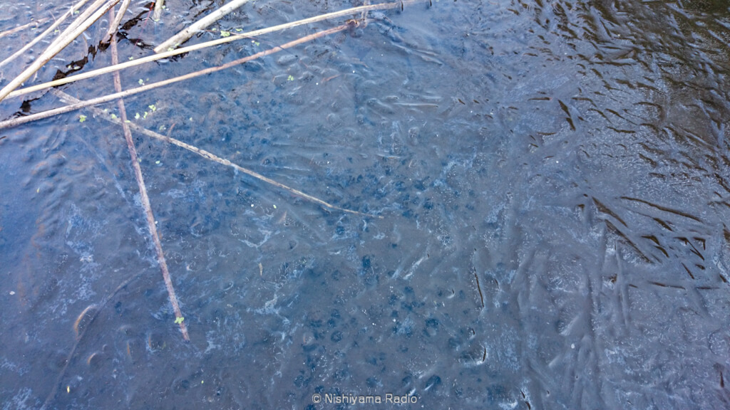 氷に閉じ込められたヤマアカガエルの卵塊